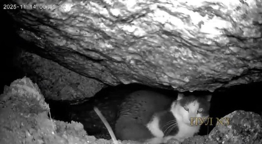 В Петербурге спасли кота, застрявшего под плитами на набережной: