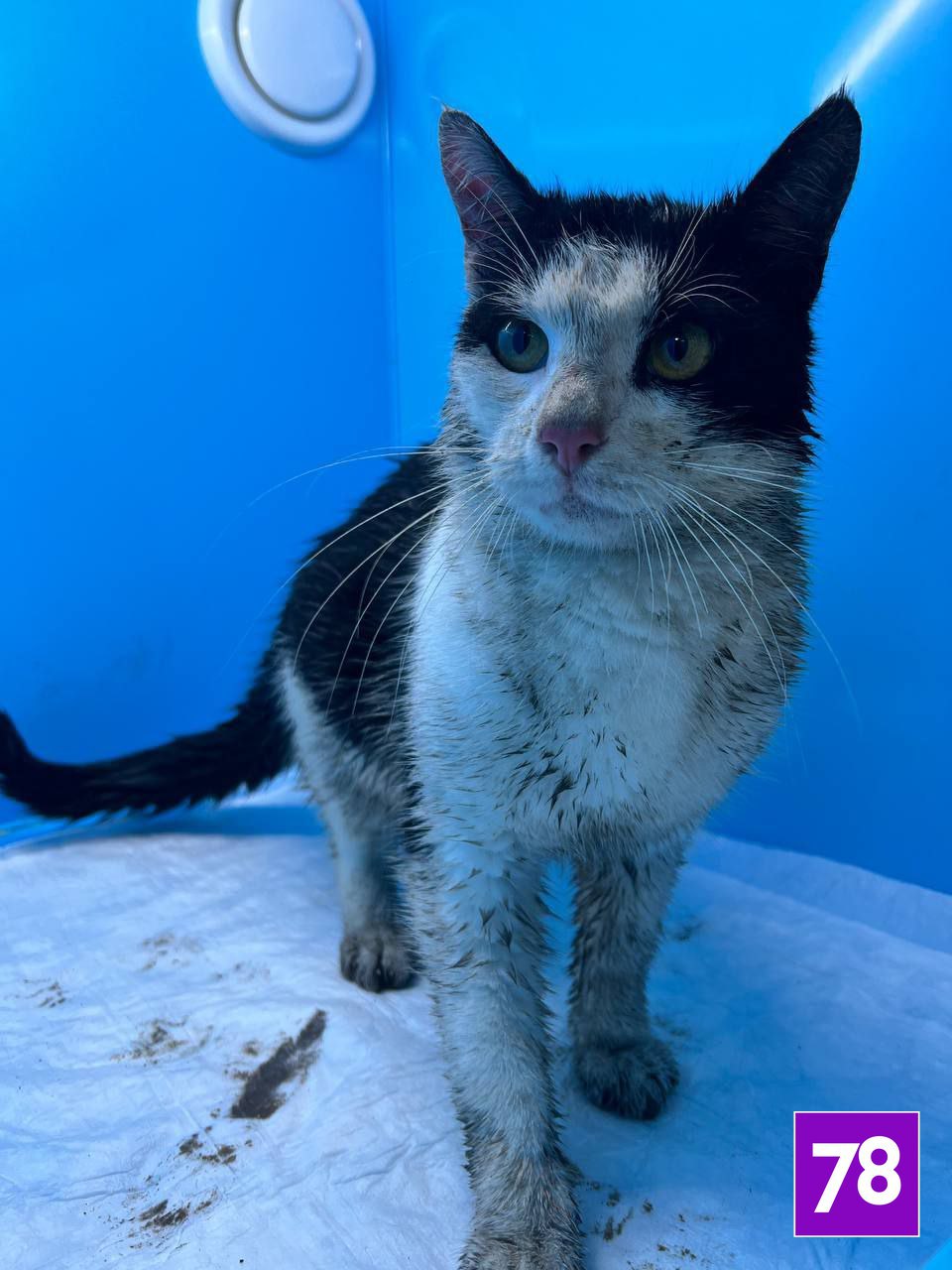 Пушистый узник набережной канала Грибоедова оказался домашним