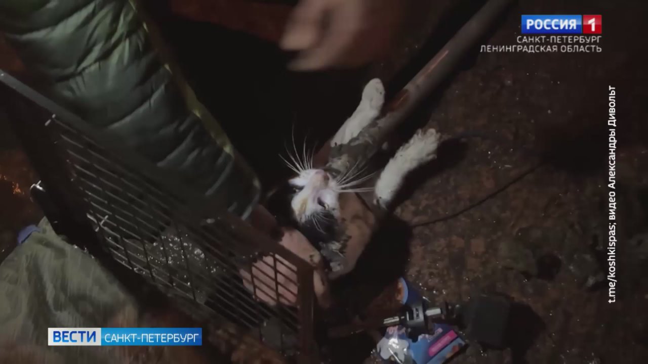 Кота, застрявшего под плитами набережной канала Грибоедова, спустя неделю смогли спасти
