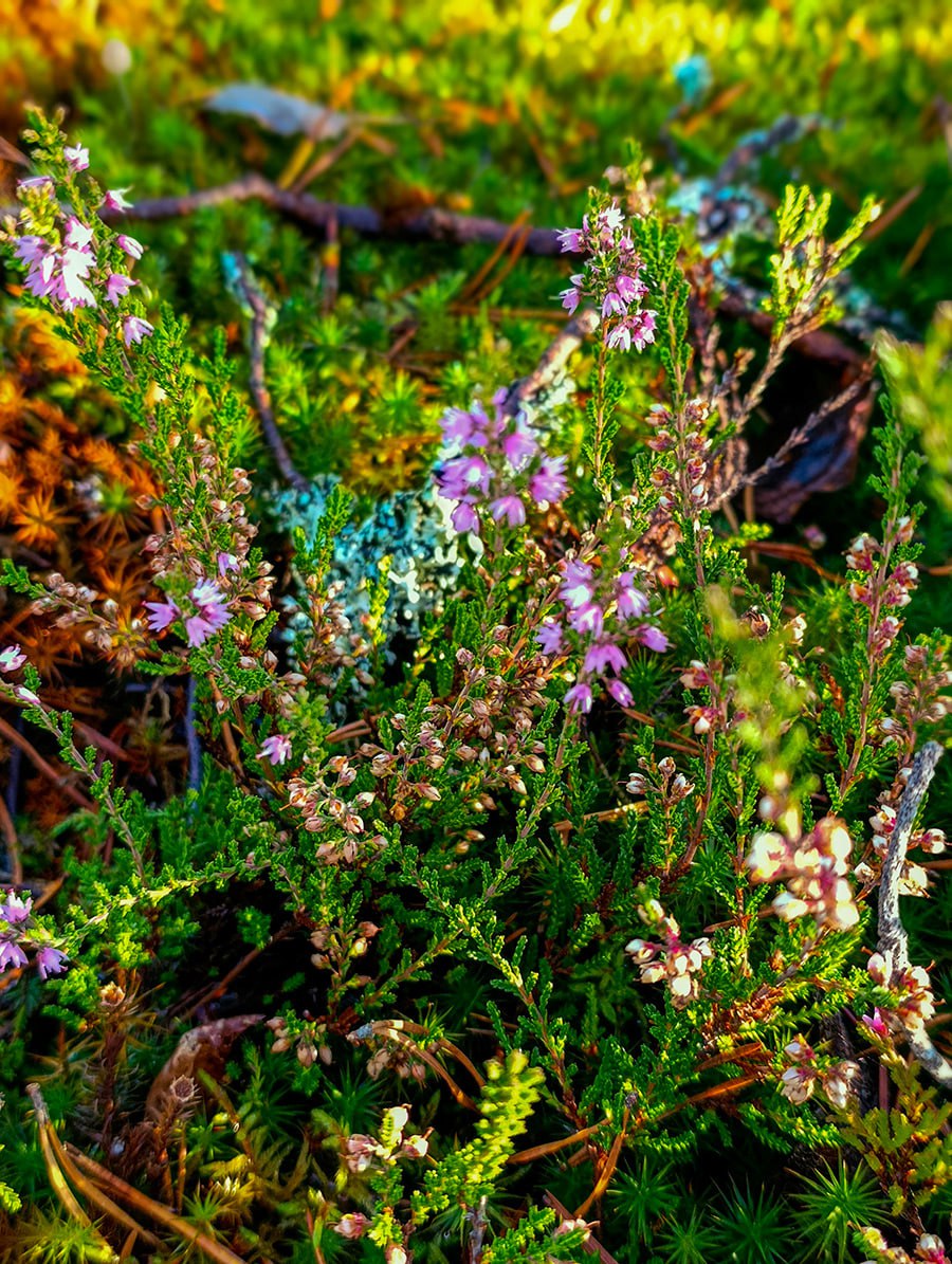Осенью карельская природа буквально купается в золоте: отправляйтесь вместе с нами в путешествие по ее живописным местам Осенью карельская природа буквально купается в золоте: отправляйтесь вместе с нами в путешествие по ее живописным местам