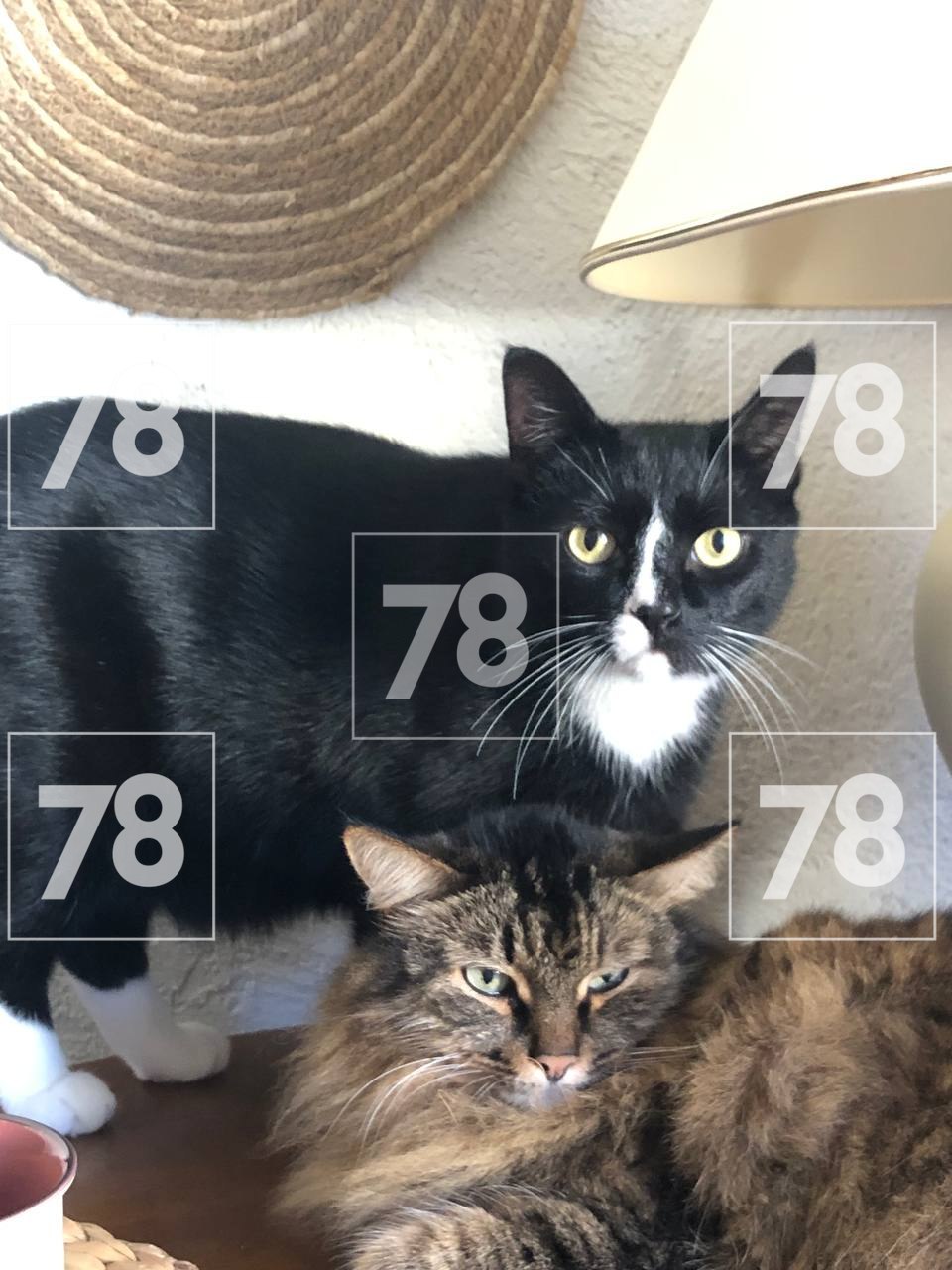 «Ты у меня забрала внучку, я заберу кота»: пенсионерка из мести украла хвостатого и отдала другой семье «Ты у меня забрала внучку, я заберу кота»: пенсионерка из мести украла хвостатого и отдала другой семье