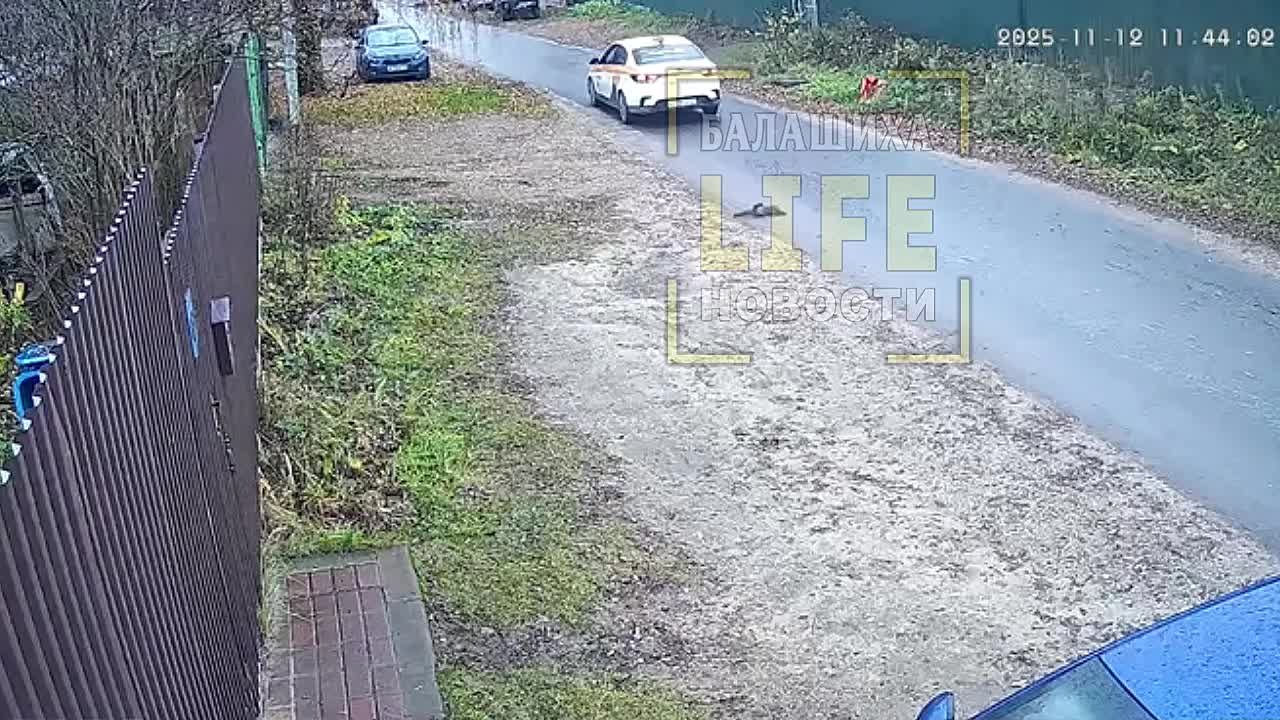 Добрый и ответственный человек никогда не обидит животное, неважно какое, не правда ли?