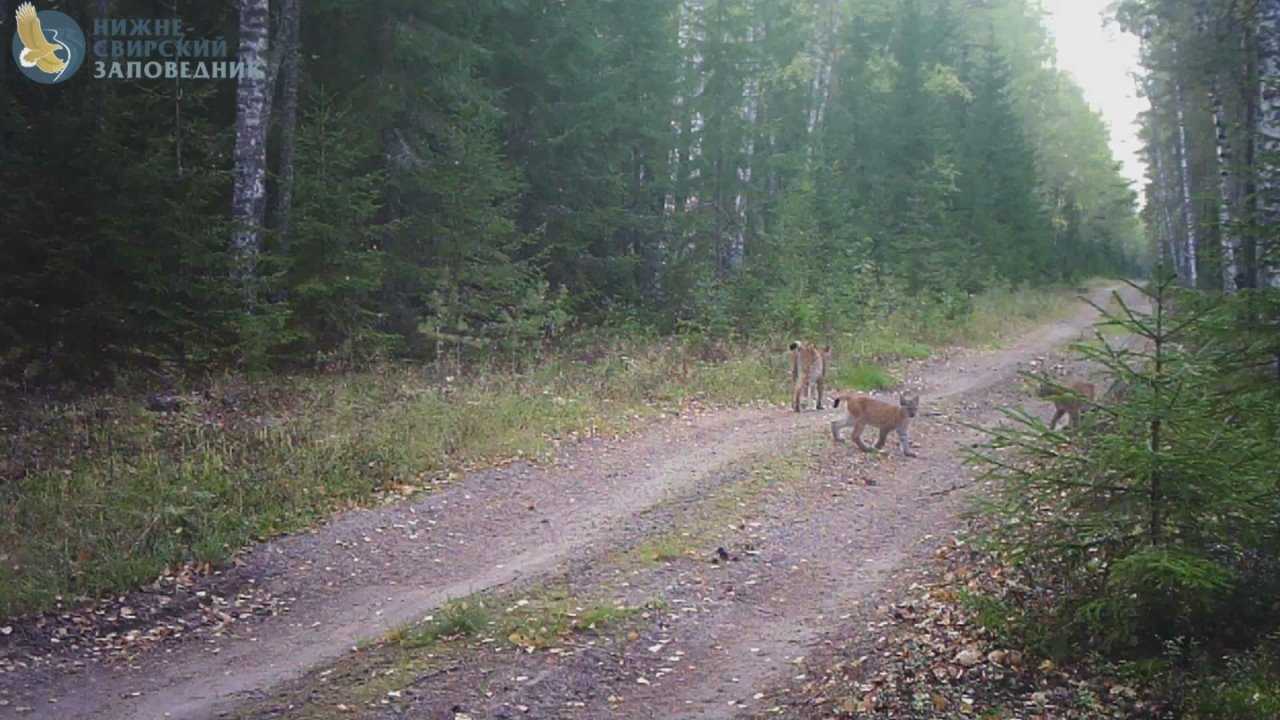 Пушистая рысь вместе со своими детенышами прогуливается по территории