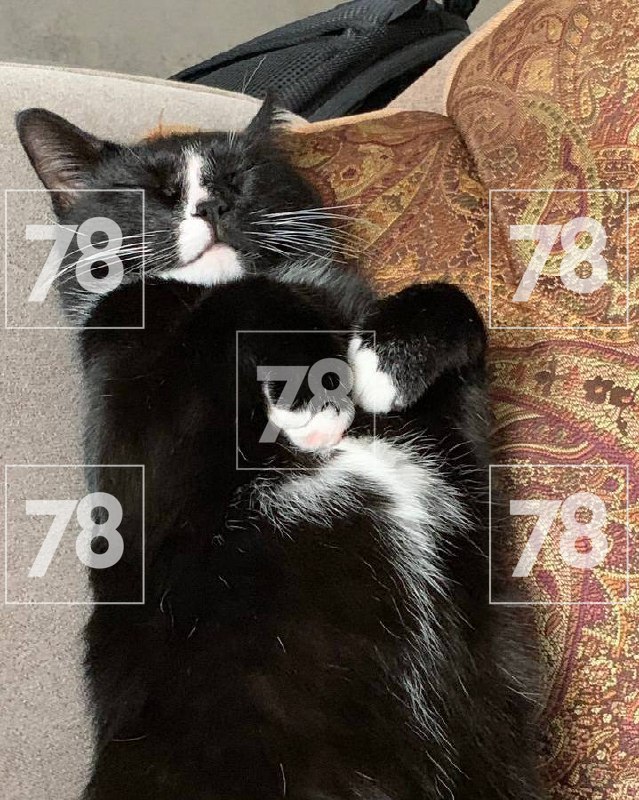 «Ты у меня забрала внучку, я заберу кота»: пенсионерка из мести украла хвостатого и отдала другой семье «Ты у меня забрала внучку, я заберу кота»: пенсионерка из мести украла хвостатого и отдала другой семье