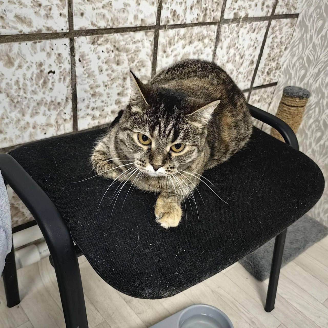 Приют для кошек «Новый дом» губит наследство от экс-жильца и бюрократический тупик