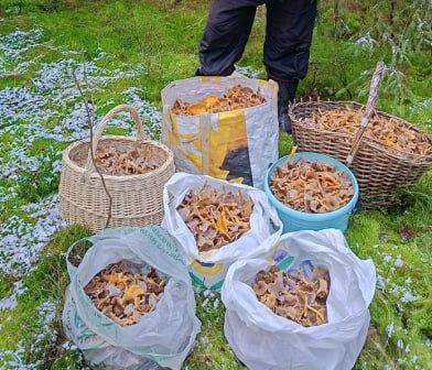 Снег и холод грибникам не помеха Снег и холод грибникам не помеха