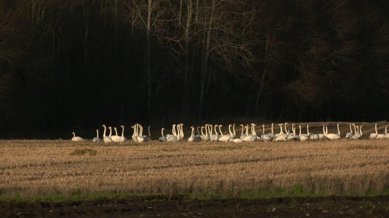 Александр Дрозденко поделился снимками лебедей, отдыхающих в Ленобласти Александр Дрозденко поделился снимками лебедей, отдыхающих в Ленобласти