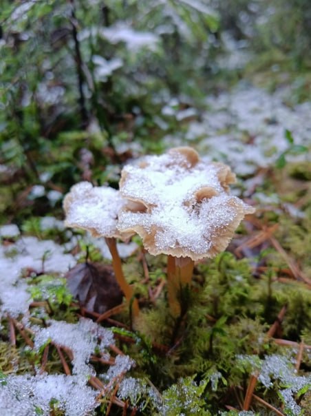 Снег и холод грибникам не помеха