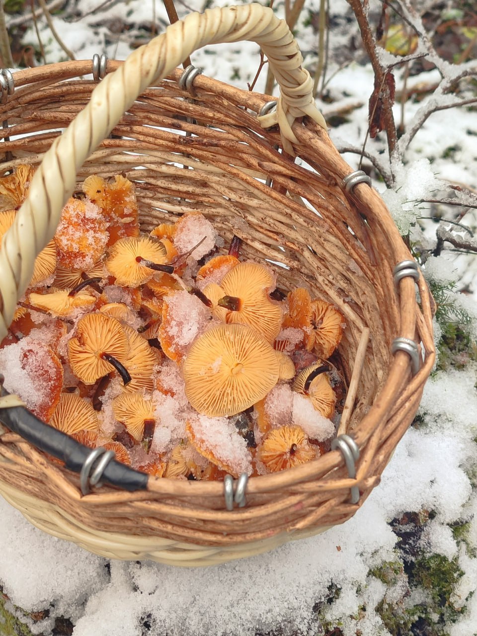 Грибники собирают полные корзины в заснеженных лесах Ленобласти Грибники собирают полные корзины в заснеженных лесах Ленобласти