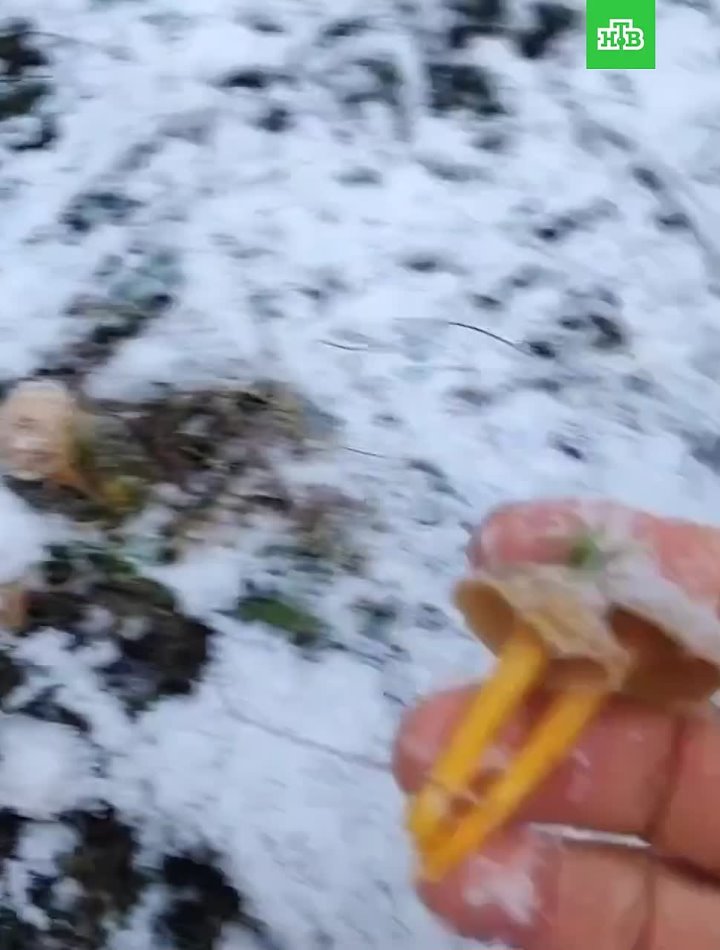 Настоящих грибников погода не останавливает