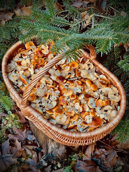 Снег и холод грибникам не помеха Снег и холод грибникам не помеха