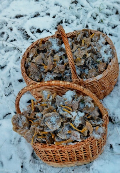Снег и холод грибникам не помеха Снег и холод грибникам не помеха