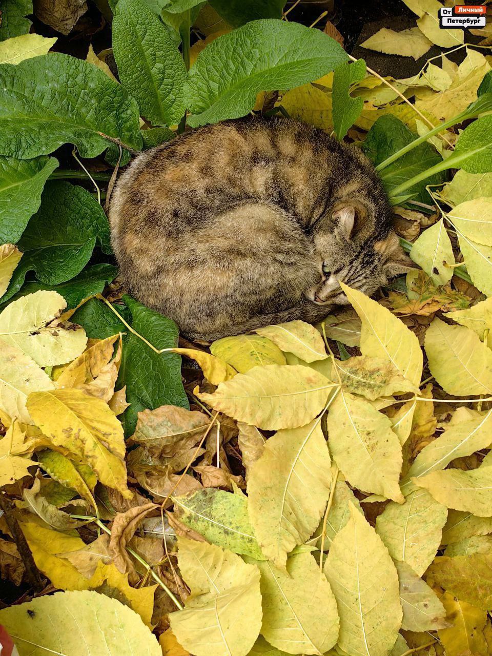 Любимые, пора взглянуть правде в глаза: тёплая осень — всё, впереди только холода