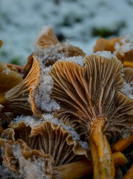 Снег и холод грибникам не помеха Снег и холод грибникам не помеха