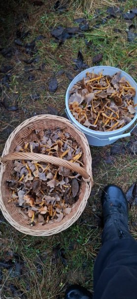 Снег и холод грибникам не помеха Снег и холод грибникам не помеха