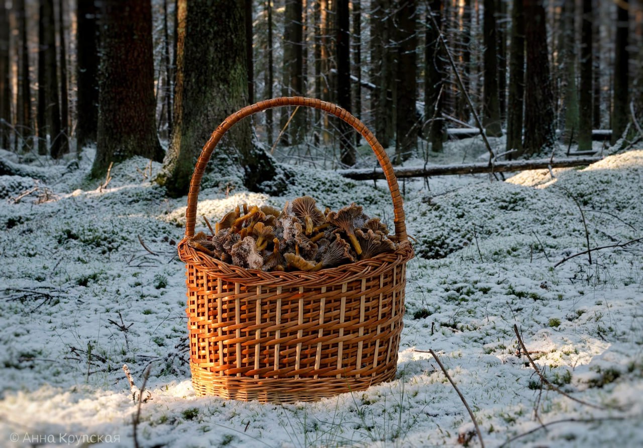 Грибники собирают полные корзины в заснеженных лесах Ленобласти Грибники собирают полные корзины в заснеженных лесах Ленобласти