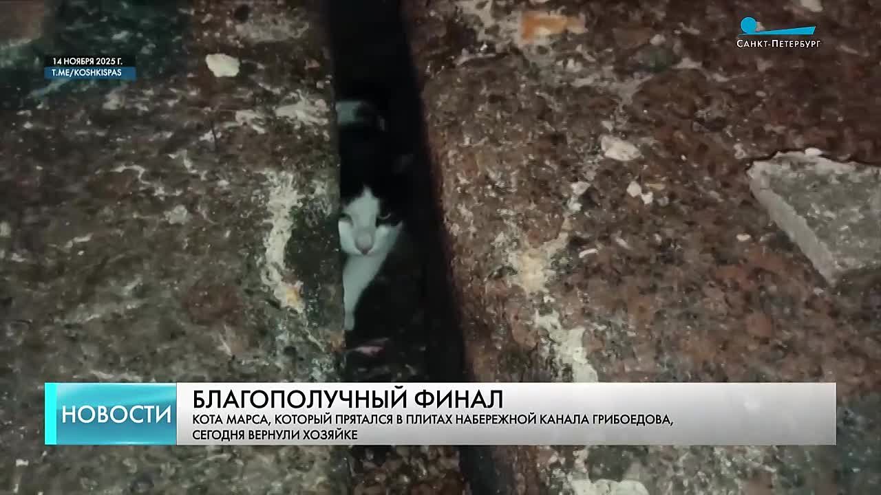 Кота Марса, спасенного на набережной канала Грибоедова, сегодня передали хозяйке