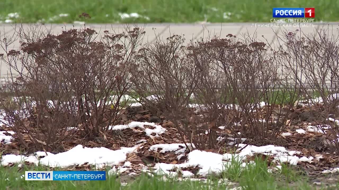 В Петербурге объявлен жёлтый уровень погодной опасности