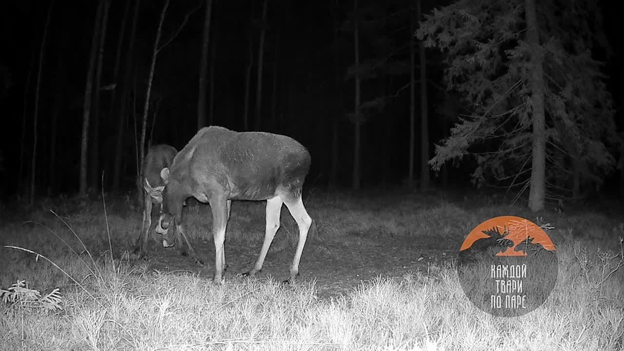 В Ленобласти безрогий лось бросил вызов опасному сопернику