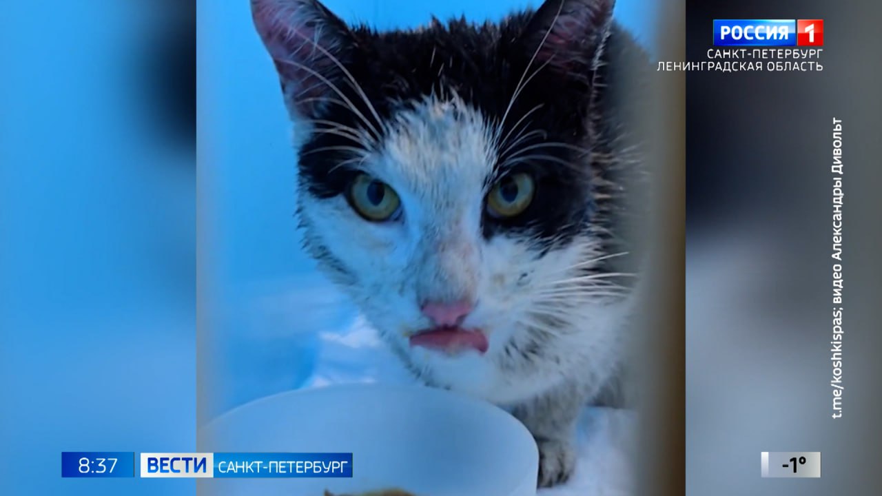 Кот Марс, которого спасали из каменного плена на набережной канала Грибоедова, вернется к своей хозяйке