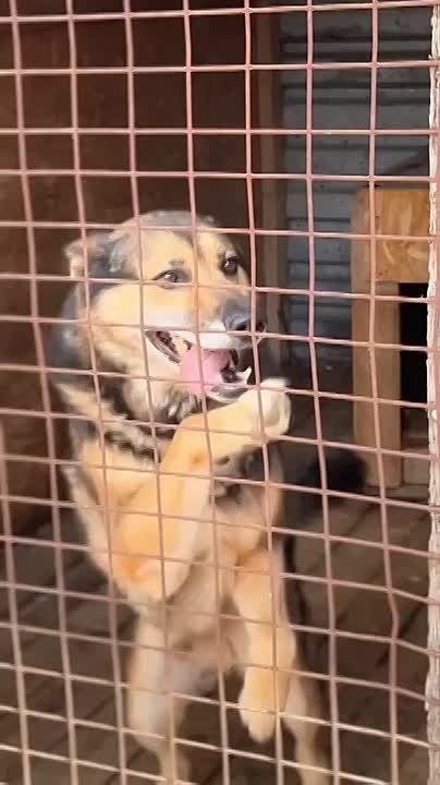 Юрий Баранчик: ЭТО КРИК О ПОМОЩИ... НАШ ПРИЮТ НА ГРАНИ ВЫЖИВАНИЯ