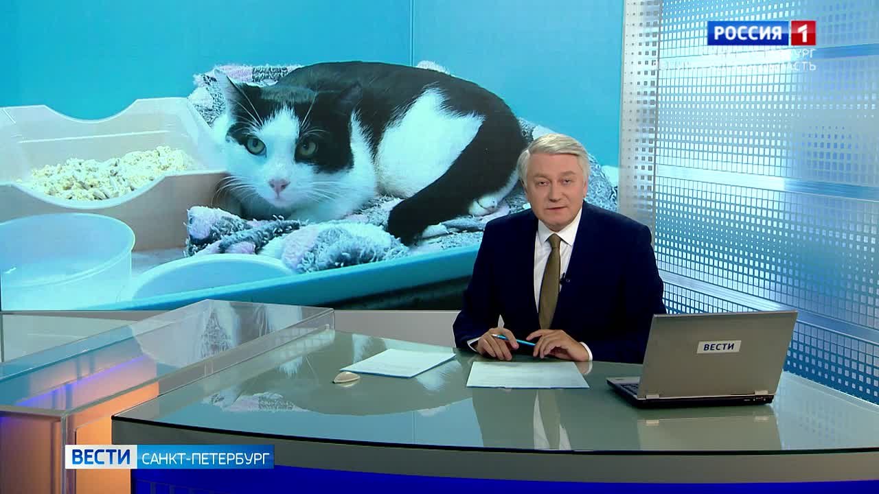 Кота Марса, спасённого на набережной канала Грибоедова, вернули хозяйке