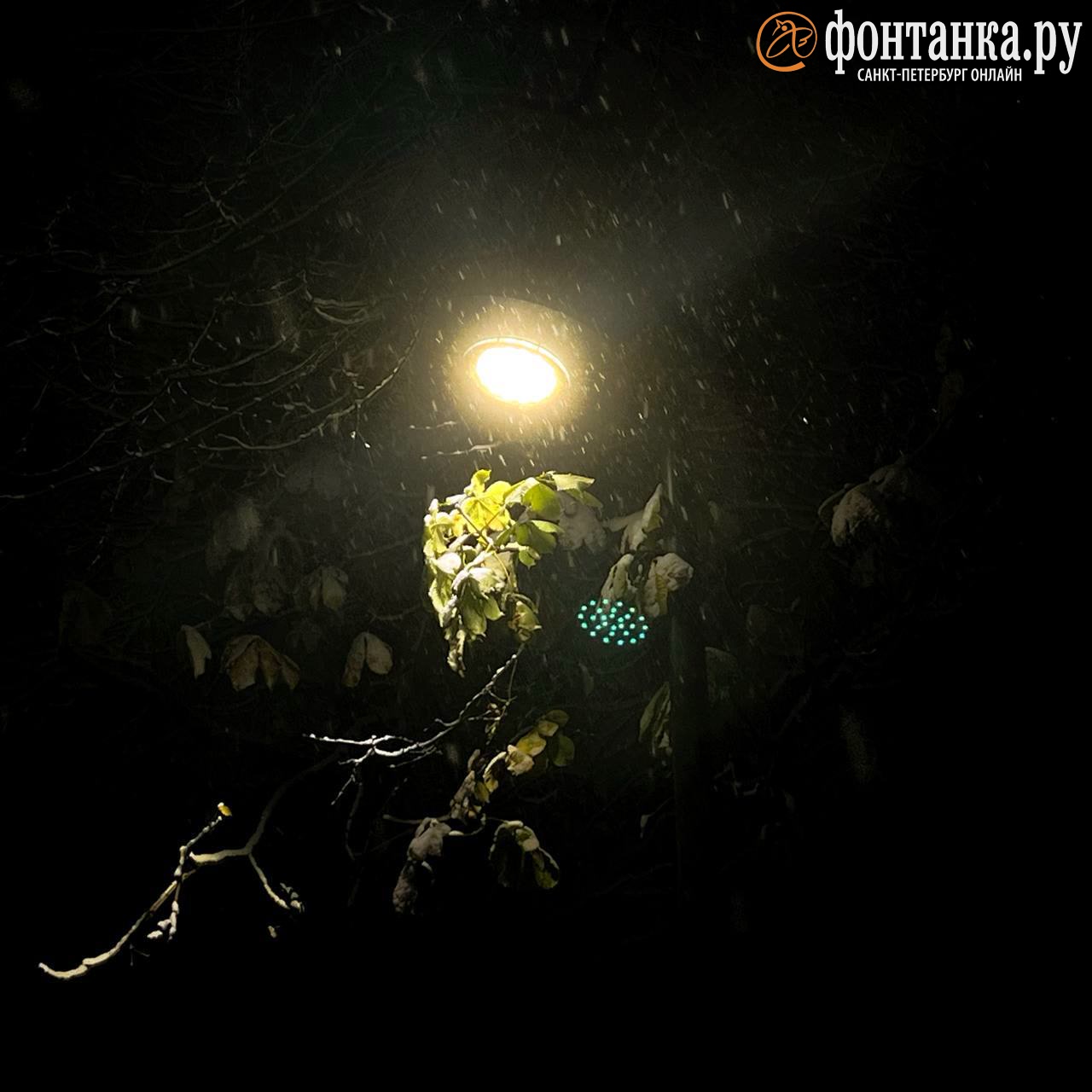 Природа — лучший художник. Неожиданная красота ноябрьского снега — в фотографиях петербуржцев Природа — лучший художник. Неожиданная красота ноябрьского снега — в фотографиях петербуржцев