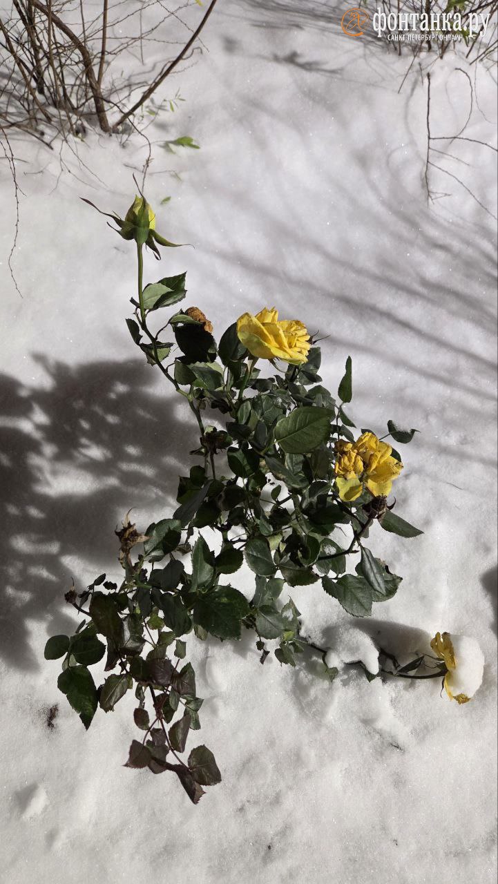 Природа — лучший художник. Неожиданная красота ноябрьского снега — в фотографиях петербуржцев Природа — лучший художник. Неожиданная красота ноябрьского снега — в фотографиях петербуржцев