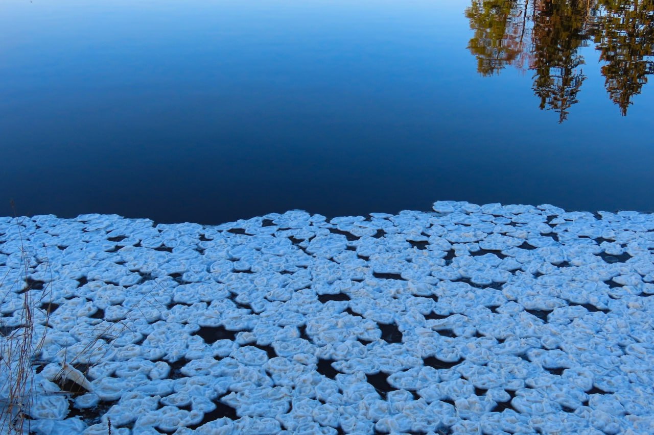 Мороз, ветер и течение "напекли" блинчиков в парке Монрепо в Выборге Мороз, ветер и течение "напекли" блинчиков в парке Монрепо в Выборге