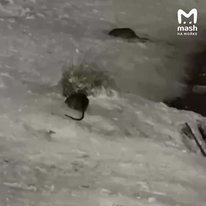Нашествие крыс в Западном Мурино — грызуны буквально оккупировали Лесной ручей на перекрёстке Воронцовского и Петровского