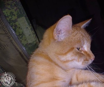 Два майора: Рубрика «Будни солдата»