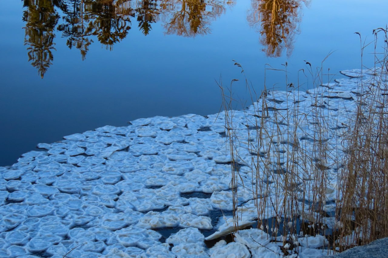 Мороз, ветер и течение "напекли" блинчиков в парке Монрепо в Выборге Мороз, ветер и течение "напекли" блинчиков в парке Монрепо в Выборге