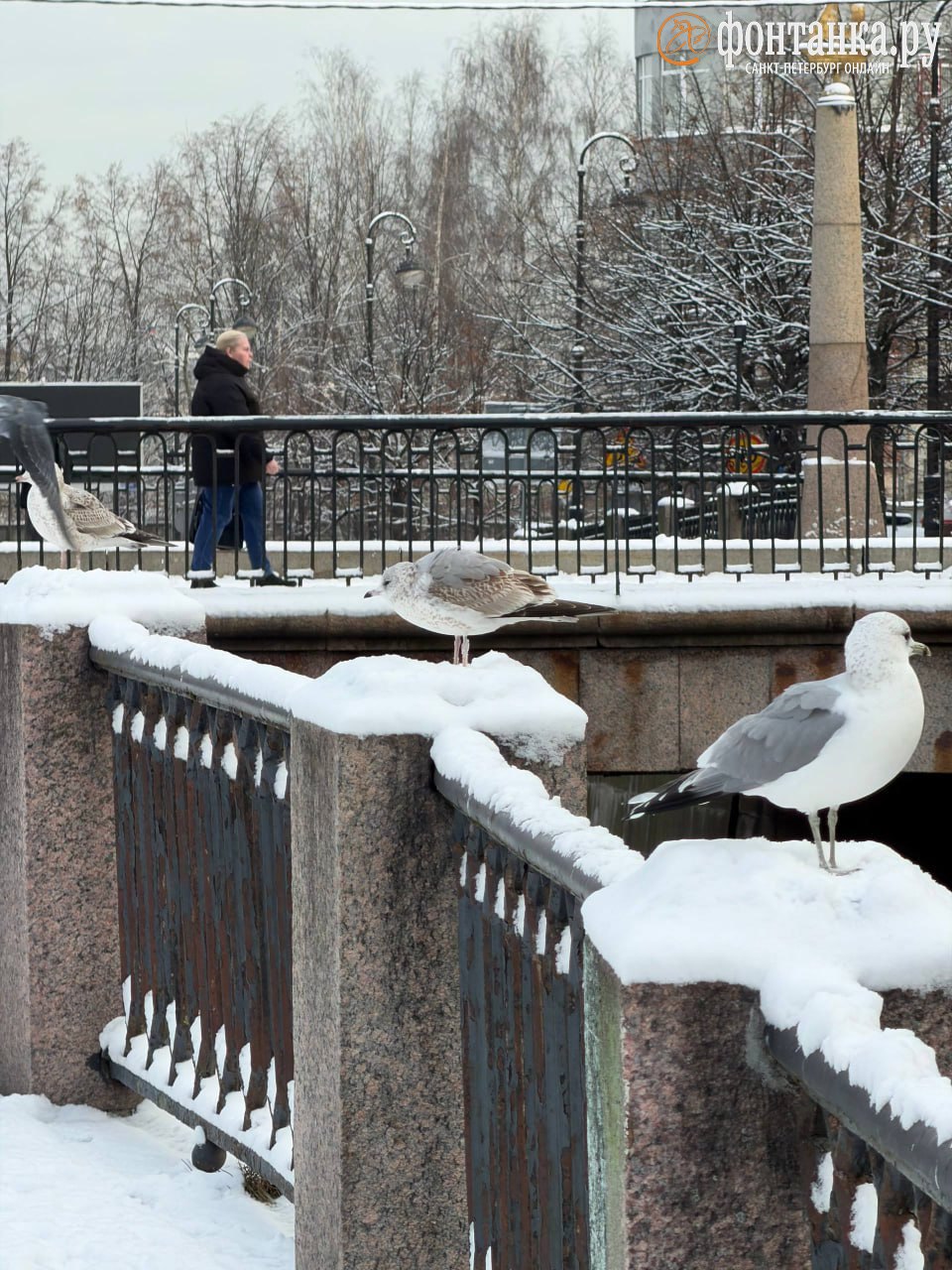 Природа — лучший художник. Неожиданная красота ноябрьского снега — в фотографиях петербуржцев