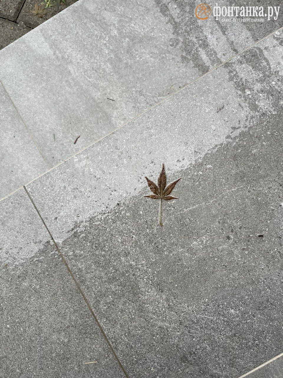 Природа — лучший художник. Неожиданная красота ноябрьского снега — в фотографиях петербуржцев Природа — лучший художник. Неожиданная красота ноябрьского снега — в фотографиях петербуржцев