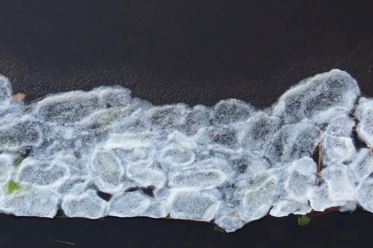 Мороз, ветер и течение "напекли" блинчиков в парке Монрепо в Выборге Мороз, ветер и течение "напекли" блинчиков в парке Монрепо в Выборге