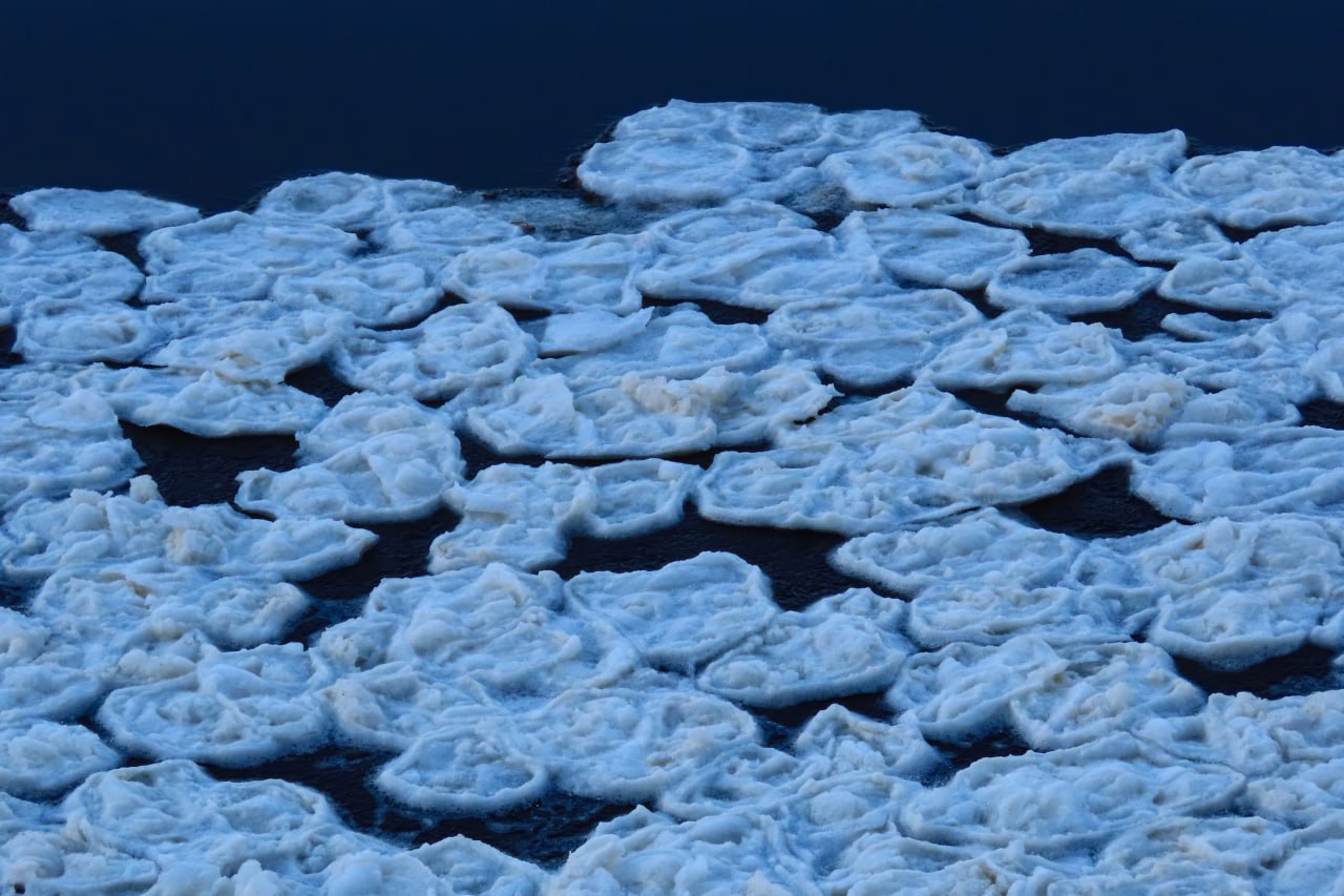 Мороз, ветер и течение "напекли" блинчиков в парке Монрепо в Выборге