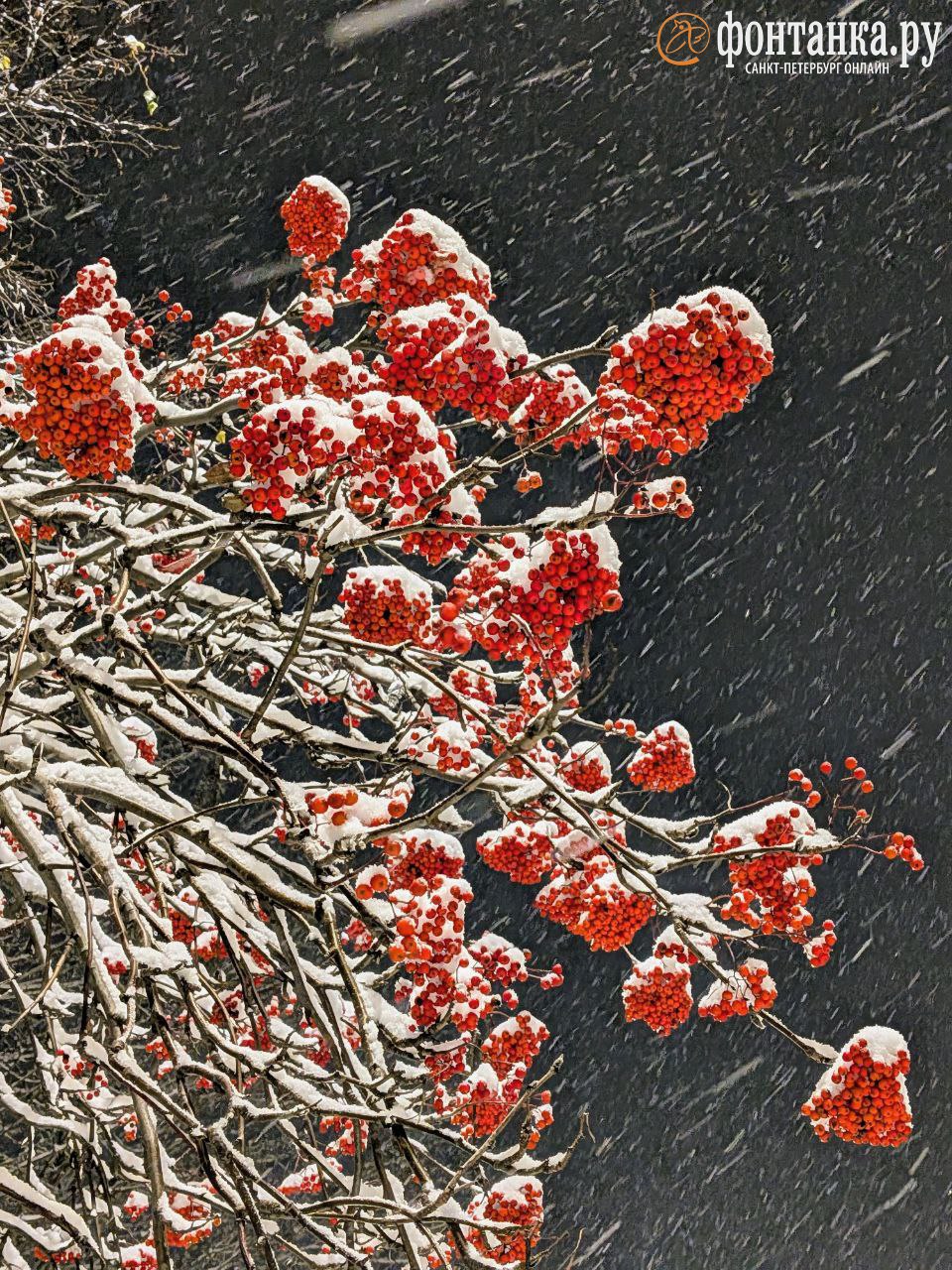 Природа — лучший художник. Неожиданная красота ноябрьского снега — в фотографиях петербуржцев Природа — лучший художник. Неожиданная красота ноябрьского снега — в фотографиях петербуржцев