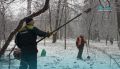 Пришла зима: в Петербурге началась санитарная обрезка деревьев и кустов