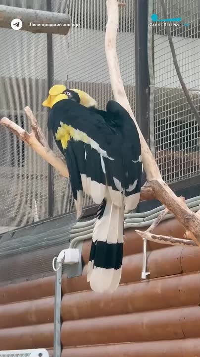 Ленинградский зоопарк показал новое видео со звёздами — индийскими калао Шанти и Коре!