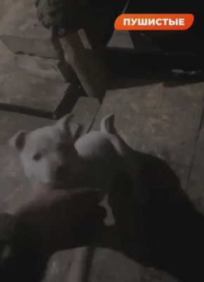 На передовой служит необычный боец — пёс по кличке Негодяй