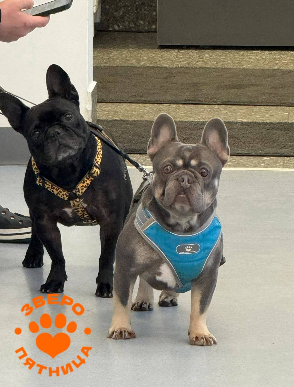 В Петербурге из бульдога достали трусы его хозяйки В Петербурге из бульдога достали трусы его хозяйки