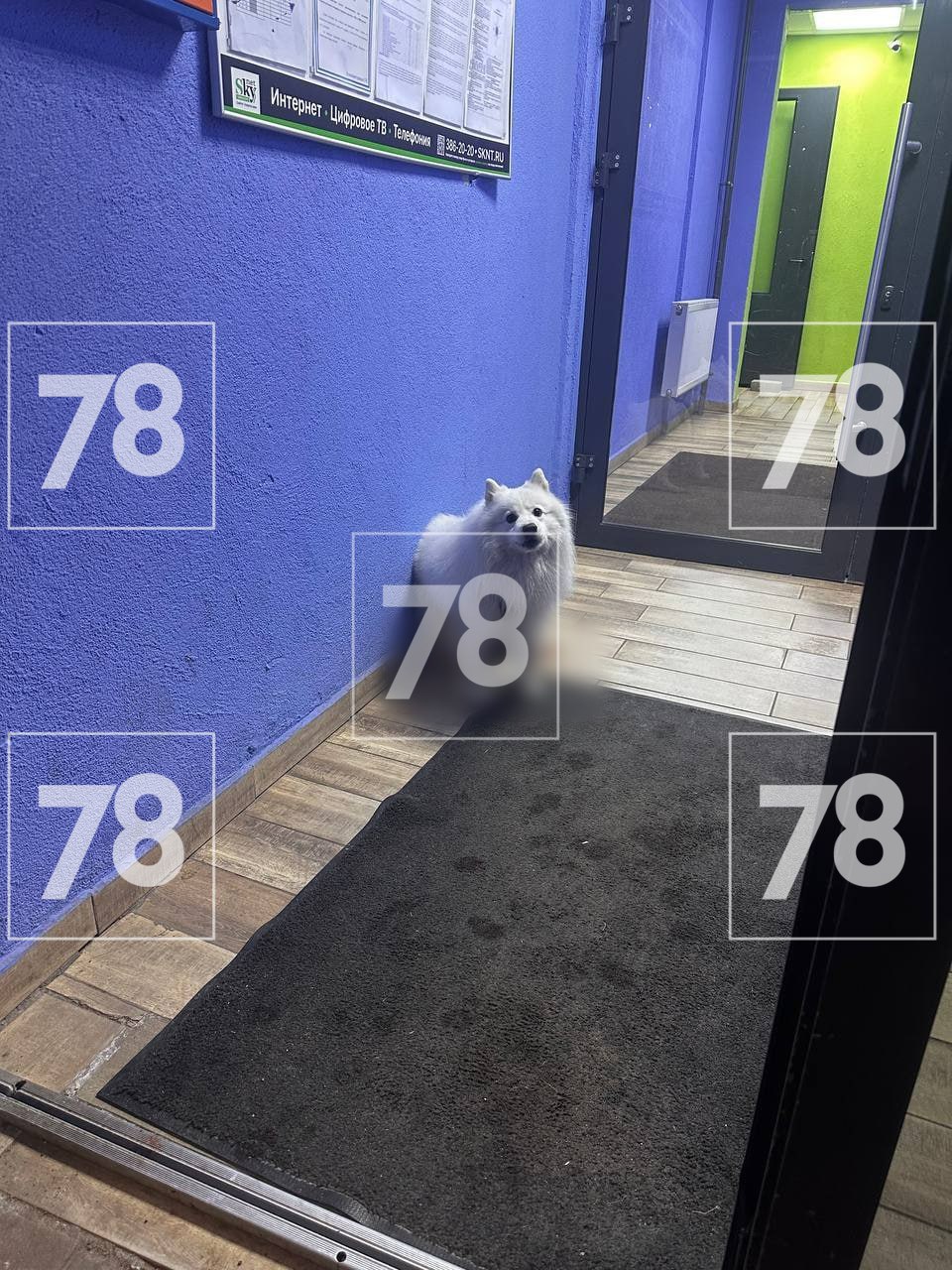 Окровавленную собаку обнаружили в подъезде в Василеостровском районе — версии о происхождении ран разнятся