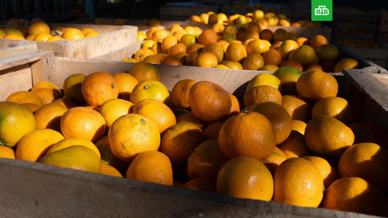 Крупную партию китайских мандаринов не пропустили в Петербург