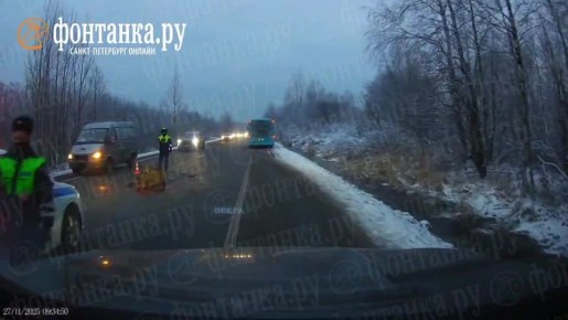 Молодого лося сбили в Юнтолово