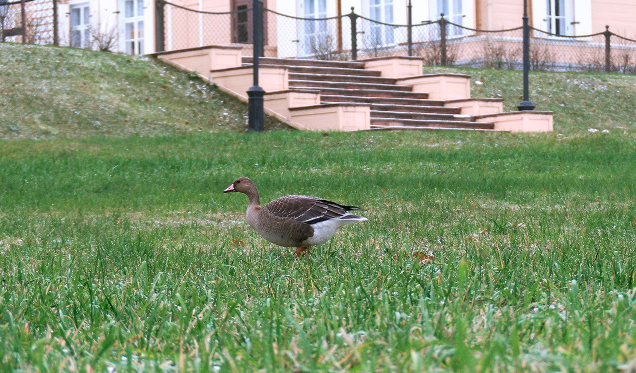 Белолобый гусь остановился на отдых в парке «Монрепо» Белолобый гусь остановился на отдых в парке «Монрепо»