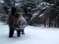 В Нижне-Свирском заповеднике у кабанов начался брачный сезон