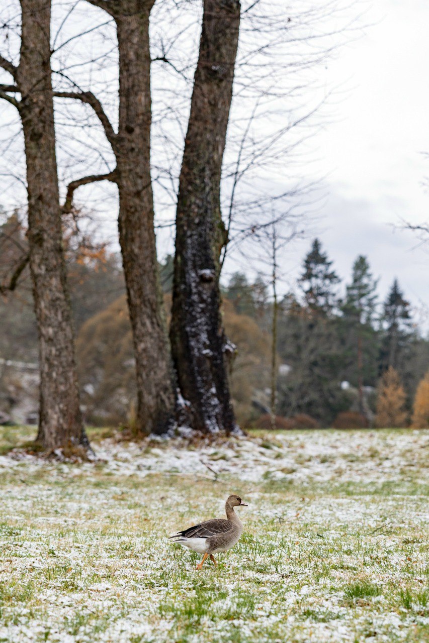 Белолобый гусь остановился на отдых в парке «Монрепо» Белолобый гусь остановился на отдых в парке «Монрепо»