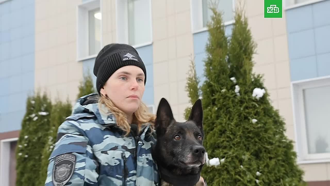 Овчарка по кличке Ямато помогла полицейским задержать поджигателя вышки связи в Кировском районе Ленобласти