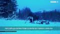 Лосей-дуэлянтов сняли в горах Урала