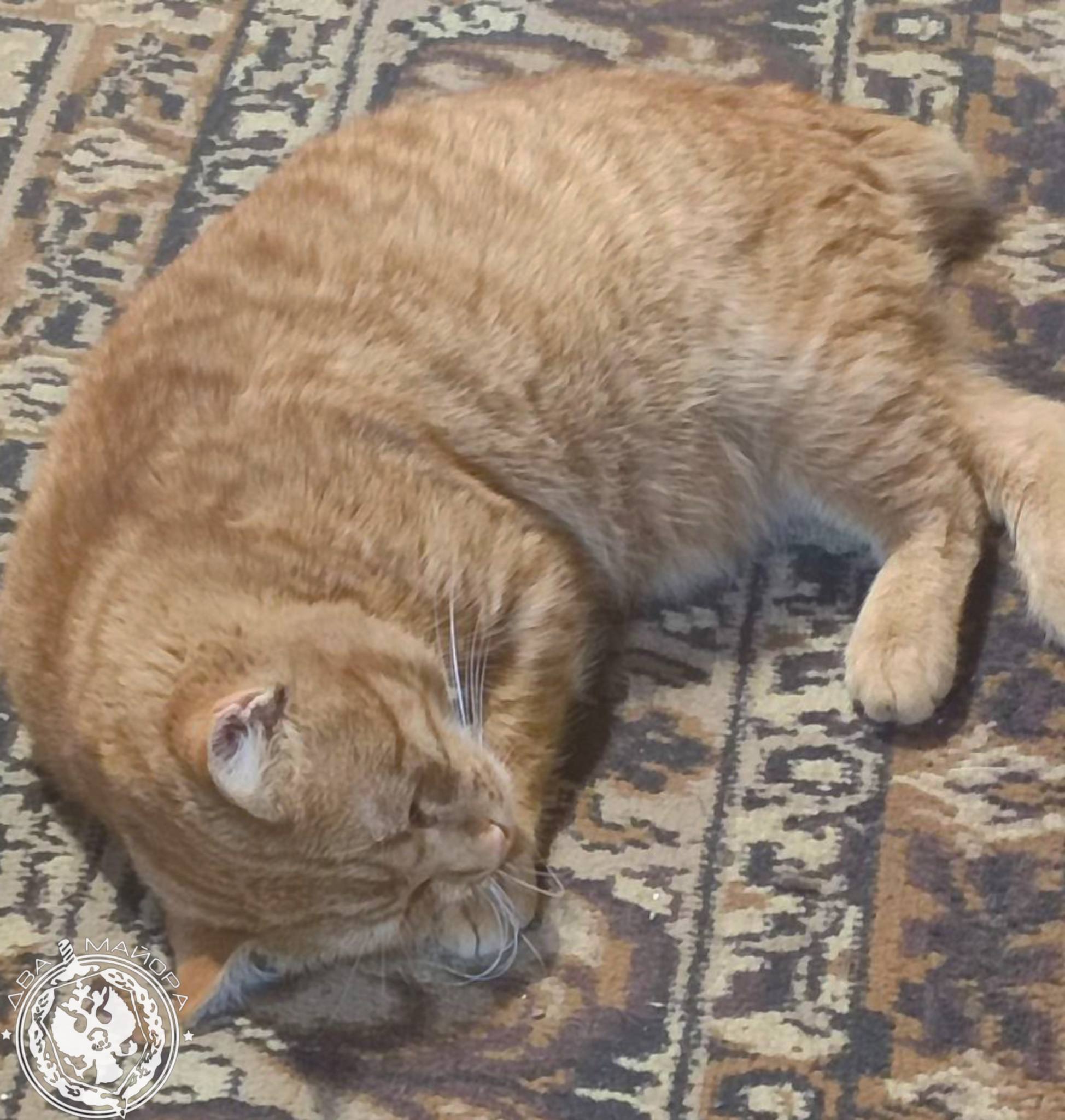 Два майора: Рубрика «Будни солдата» Два майора: Рубрика «Будни солдата»